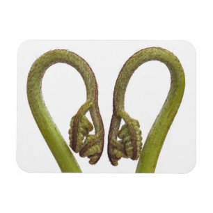 Ímã Sprouts 2 da samambaia
