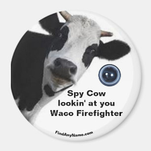 Imã Spy Cow olhando para seu ímã de diversão Waco F