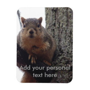Ímã Squirrel photo magnet laminated