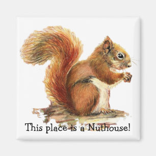 Imã Squirrels este lugar é um Nuthouse! Humor