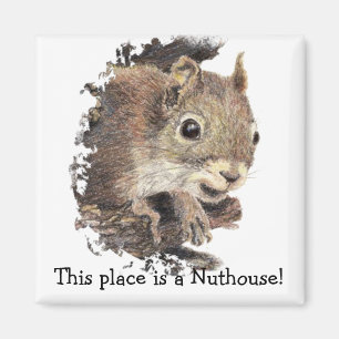 Imã Squirrels este lugar é um Nuthouse! Humor