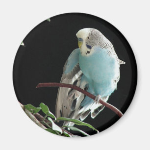Imã Sr. Jill Budgie Redondo Ímã