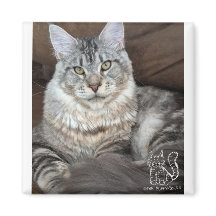 Sr. Puppy-Meias Magnet nº 4