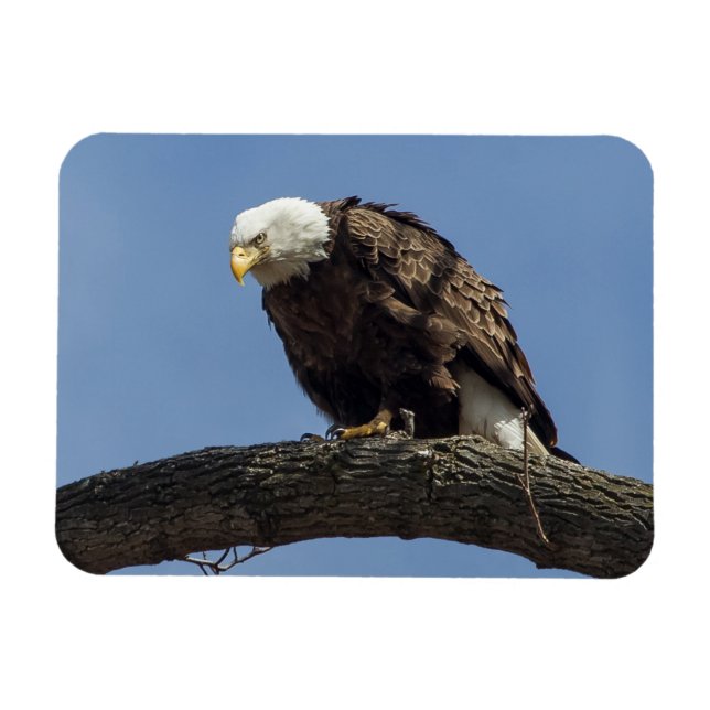 Ímã Sr. Serious (Horizontal)