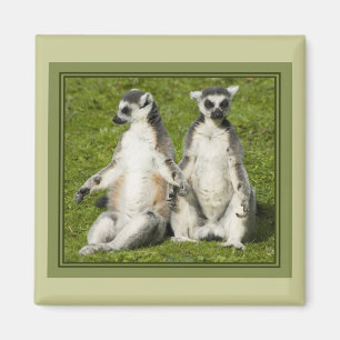 Imã Sr. & Sra. Lemur
