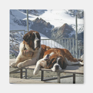 Imã St Bernard furado