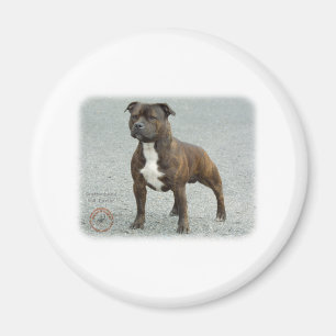 Imã Staffordshire bull terrier