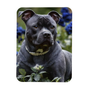 Ímã Staffordshire Bull Terrier In Blue Rosa Garden