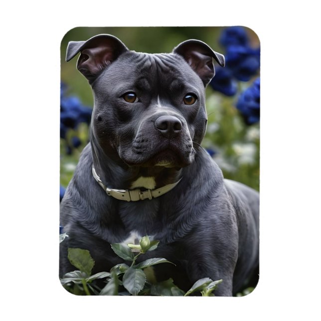 Ímã Staffordshire Bull Terrier In Blue Rosa Garden (Vertical)