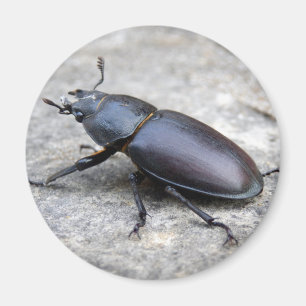 Imã Stag Beetle Magnet
