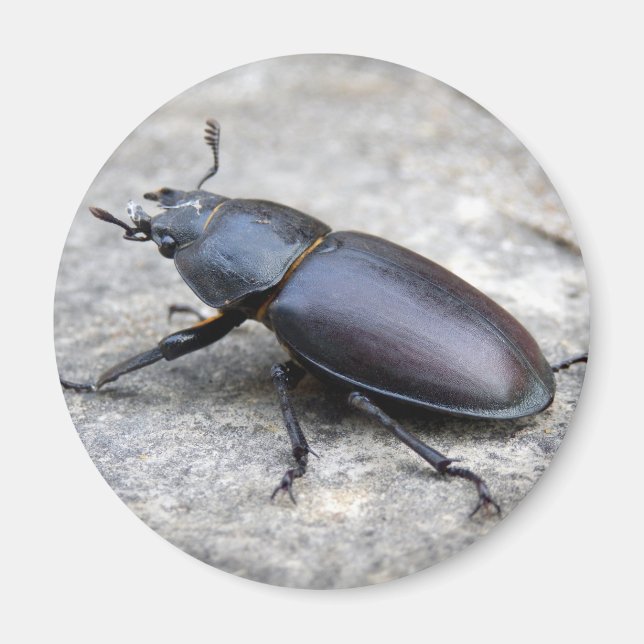 Imã Stag Beetle Magnet (Frente)