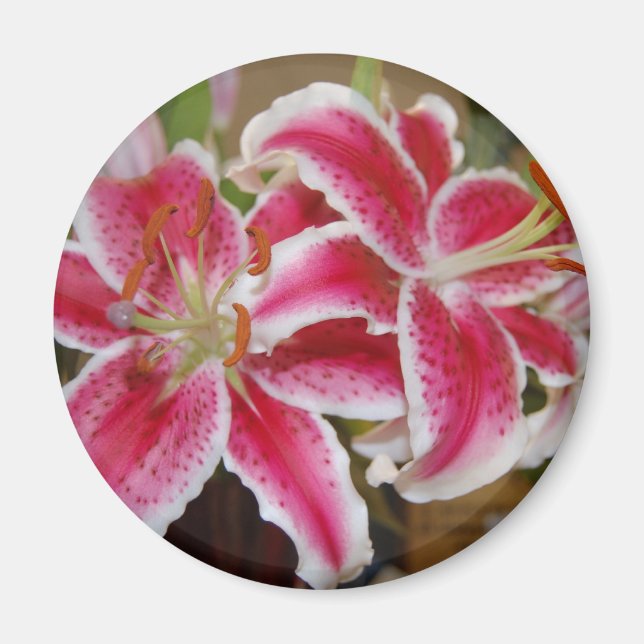 Imã Star Gazer Lily Round Magnet (Frente)