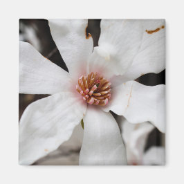 Imã Star Magnolia Closeup Magnet
