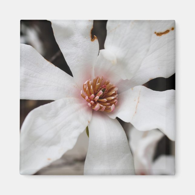Imã Star Magnolia Closeup Magnet (Frente)