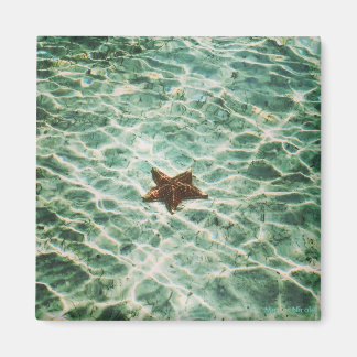 Imã Starfish Island Magnet