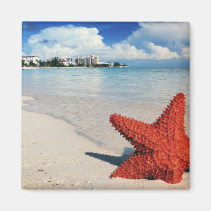 Imã Starfish, Nassau, Bahamas