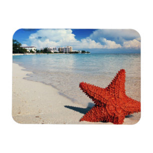 Ímã Starfish, Nassau, Bahamas