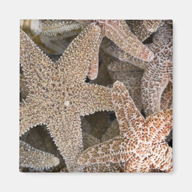 Imã Starfish por todo o mundo (Frente)