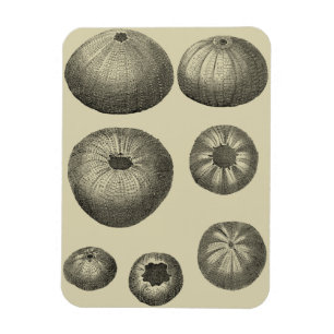 Ímã Starfish preto e branco