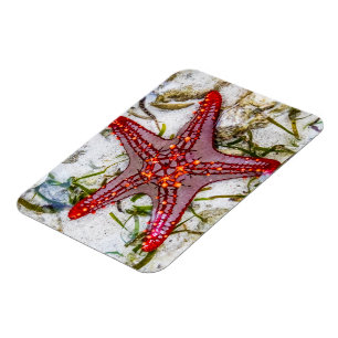Ímã Starfish, Zanzibar, Tanzânia