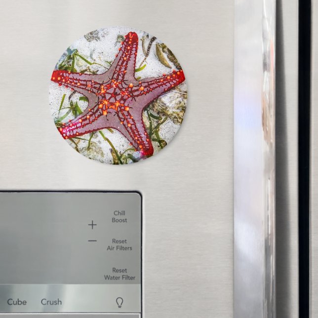 Imã Starfish, Zanzibar, Tanzânia (In Situ (Fridge))