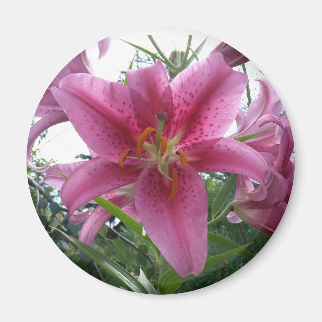 Imã Stargazer Lily (Frente)