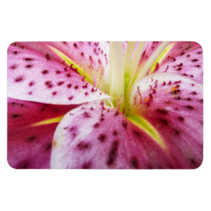 Ímã Stargazer Lily Bright Magenta Floral