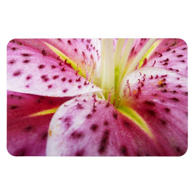 Ímã Stargazer Lily Bright Magenta Floral (Horizontal)