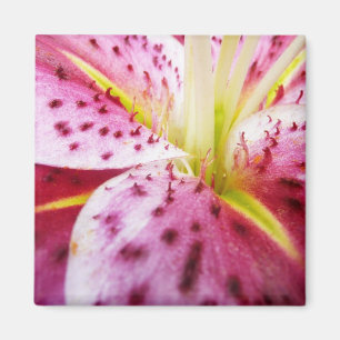 Imã Stargazer Lily Bright Magenta Floral