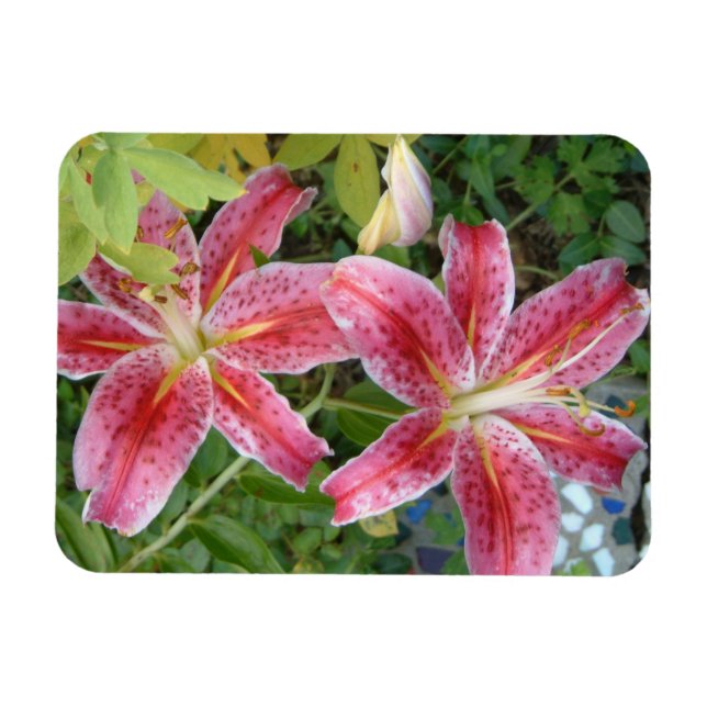 Ímã Stargazer Lily Garden Floral (Horizontal)