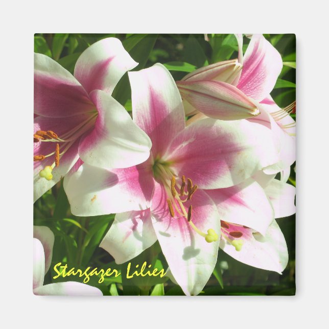 Imã Stargazer Lily Magnet (Frente)