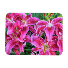 Ímã Stargazer Oriental Lily