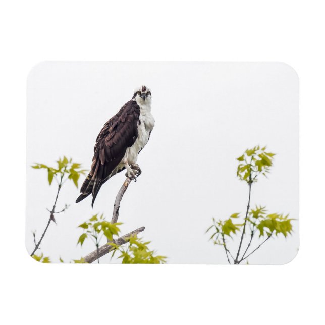 Ímã Staring Osprey (Horizontal)