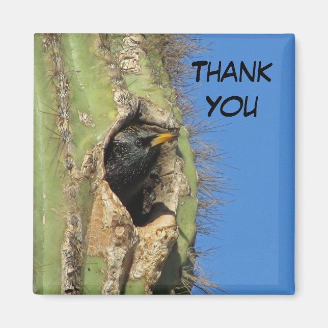 Imã Starling em Saguaro Cactus Foto do Pássaro Sudoest (Frente)