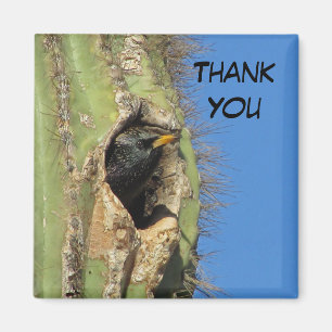 Imã Starling no pássaro sudoeste de Saguaro Cactus