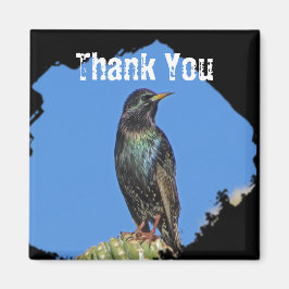 Imã Starling Saguaro Cactus Bonito Pássaro do Sudoeste