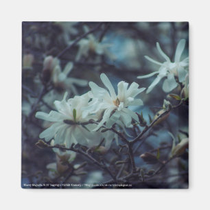 Imã Starry Magnolia 3172