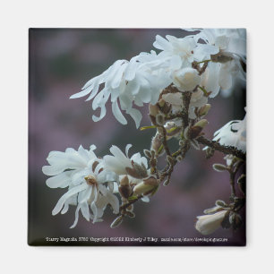 Imã Starry Magnolia 5780