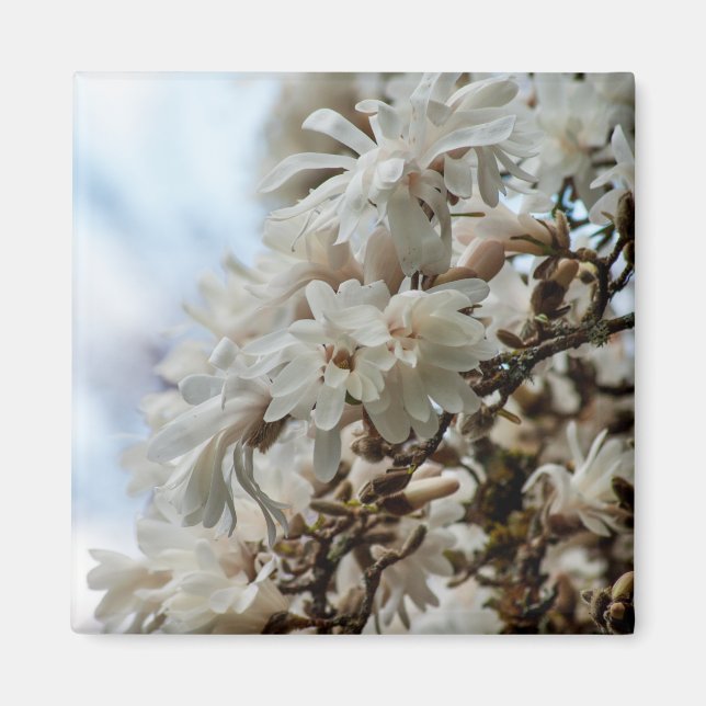 Imã Starry Magnolia 5781 (Frente)