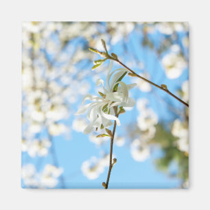 Imã Starry Magnolia 6490