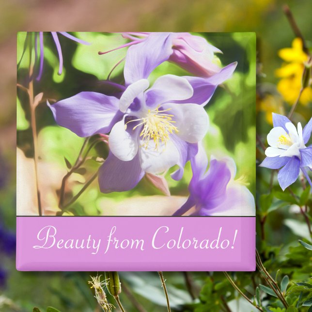 Imã State Flower Colorado Rocky Mountain Columbine (Criador carregado)