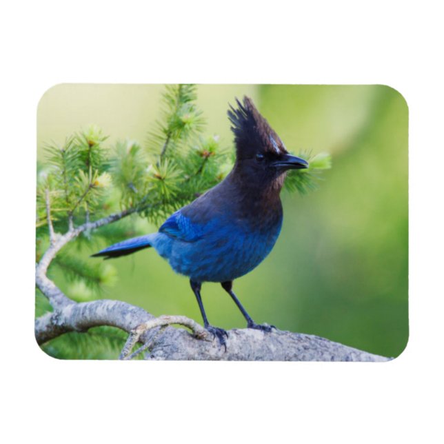 Ímã Steller's Jay (Horizontal)