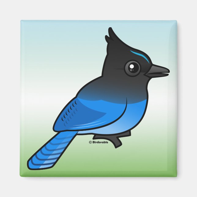 Imã Steller's Jay (Frente)
