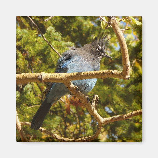 Imã Steller's Jay at Rocky Mountain National Park (Frente)