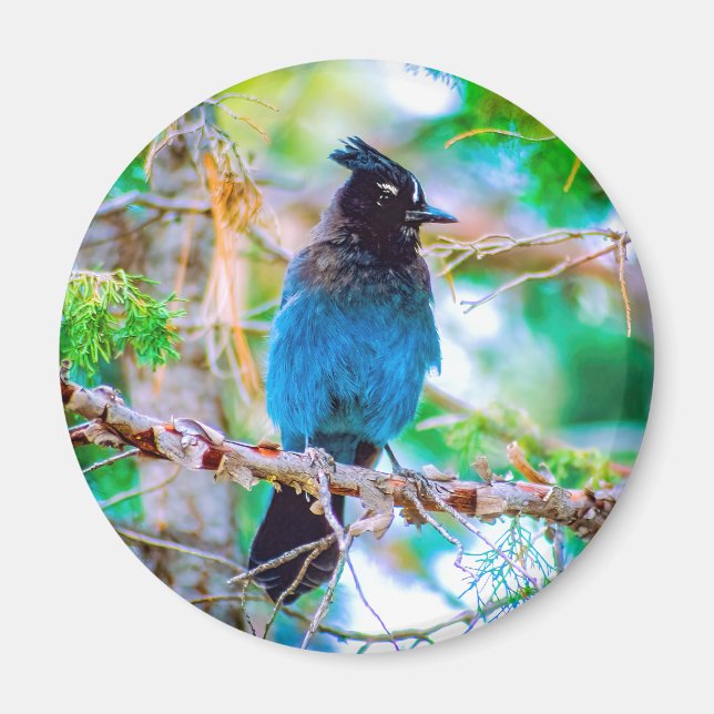 Imã Steller's Jay - Fotografia original (Frente)