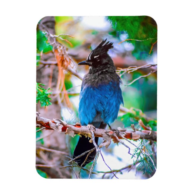 Ímã Steller's Jay - Fotografia original (Vertical)
