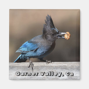 Imã Steller's Jay With Peanut Magnet Garner Valley, Ca