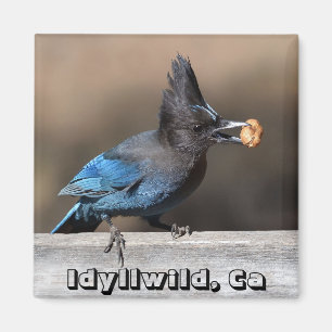 Imã Steller's Jay With Peanut Magnet Idyllwil, Ca