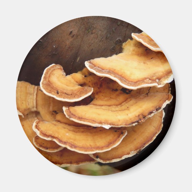 Imã Stereum Hirsutum Mushroom Magnet (Frente)