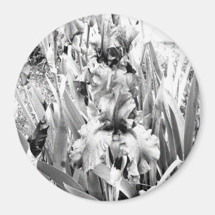 Imã Sterling Irises....